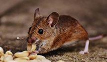 24 Hour & Emergency Exterminators in Crozier, VA